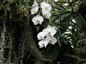 Phalaenopsis_'Alice_Gloria'