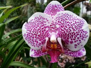 Phalaenopsis_Moth_Orchid