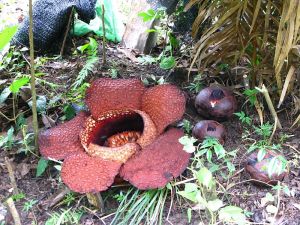 Rafflesia_arnoldii_3